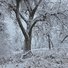 snow-covered trees and bushes in a quiet, winter river valley with heavy, wet snow clinging to every branch and twig